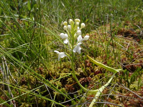 Image de Platanthera blephariglottis (Willd.) Lindl.