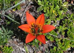 Lilium philadelphicum L. resmi