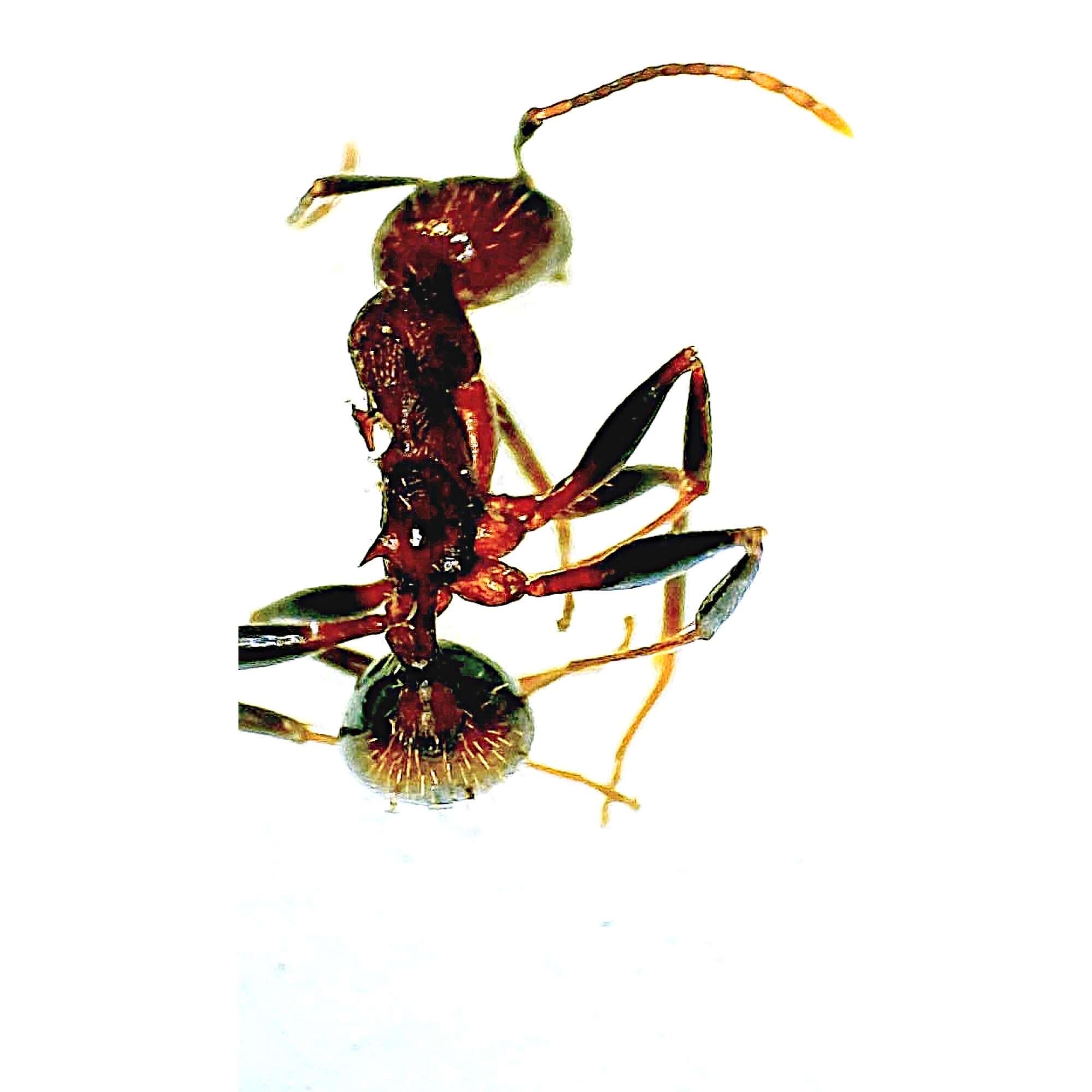 Image of Aphaenogaster lamellidens Mayr 1886