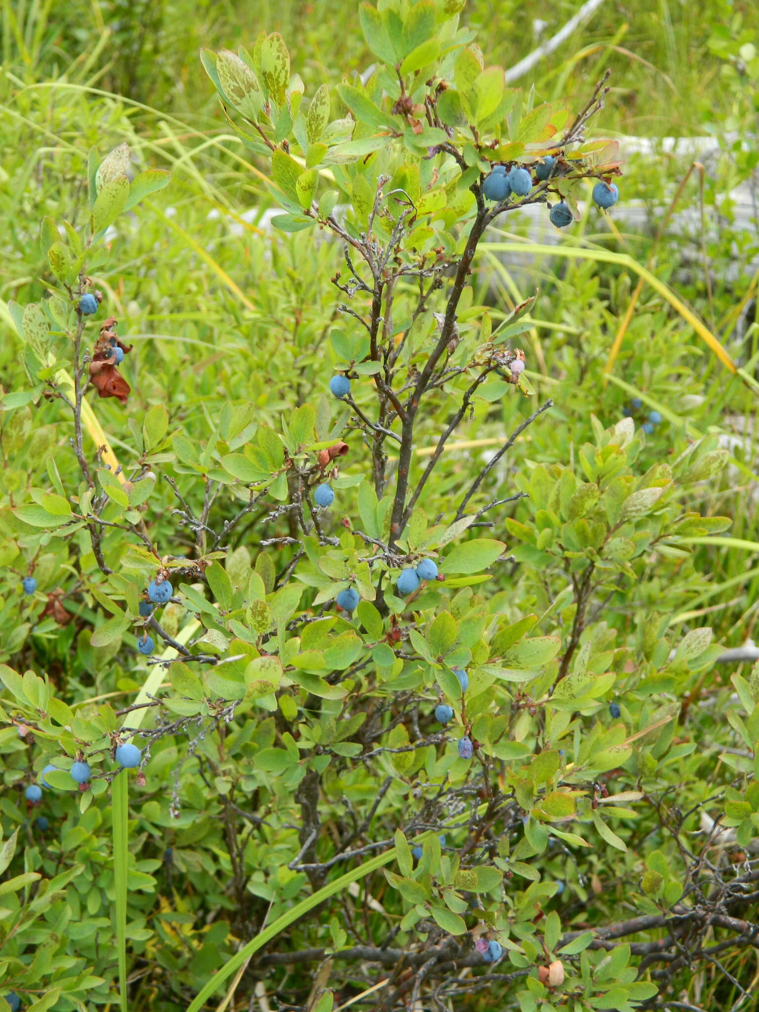 Plancia ëd Vaccinium uliginosum subsp. occidentale (A. Gray) Hulten