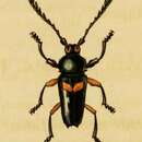Image of Lissonotus bisignatus Dupont 1836