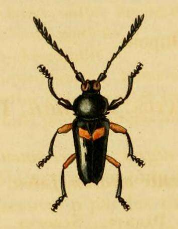 Image of Lissonotus bisignatus Dupont 1836