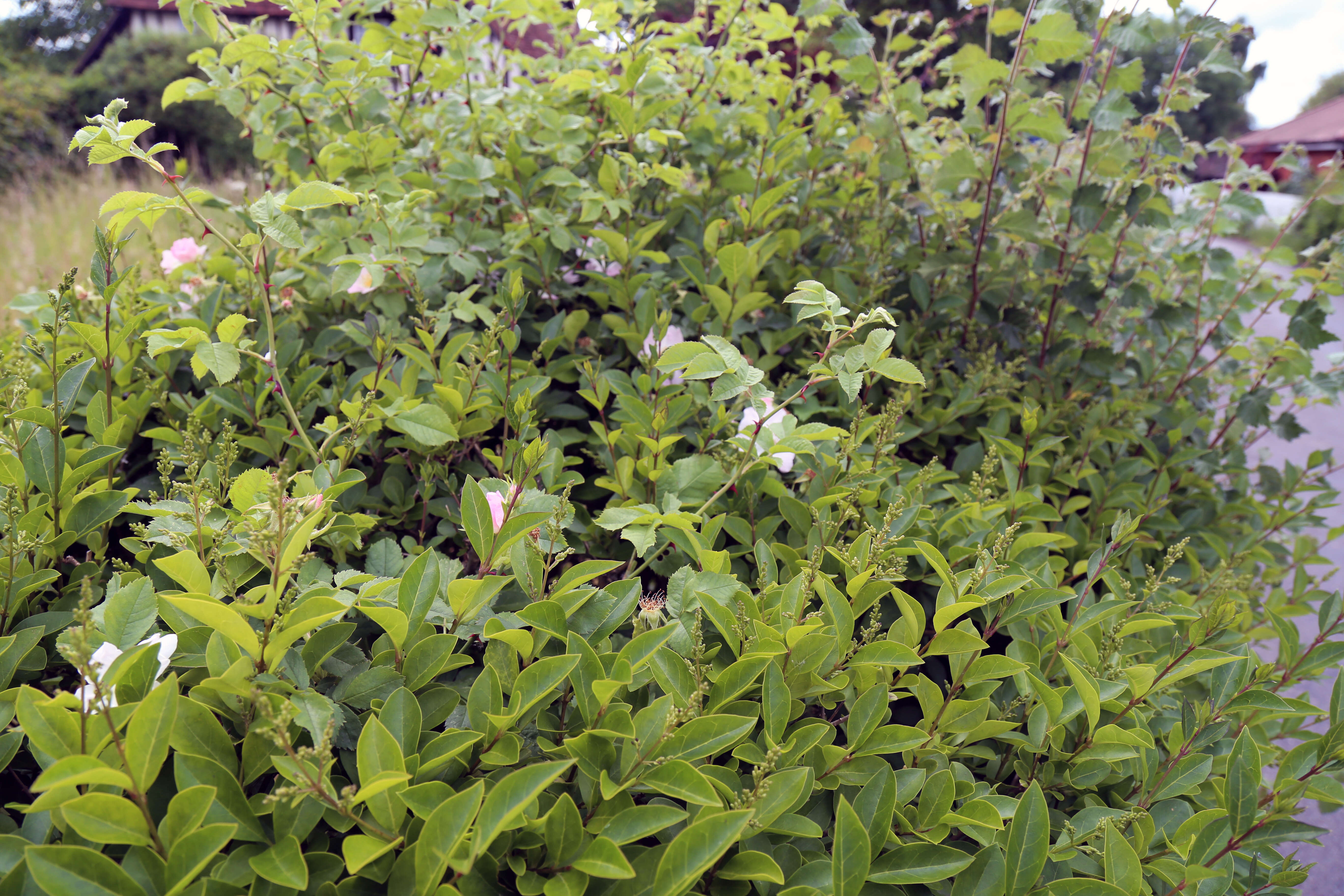 Image of European privet