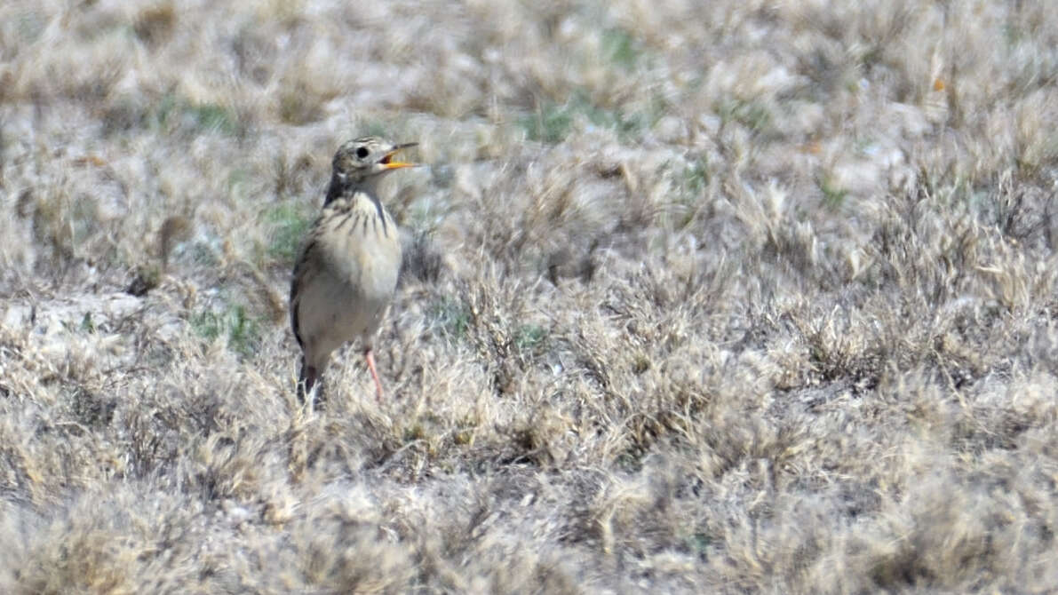 Anthus spragueii (Audubon 1844) resmi