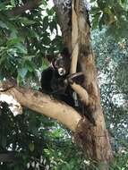 Image of Ursus americanus californiensis Miller 1900