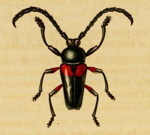 Image of Lissonotus unifasciatus Gory 1831