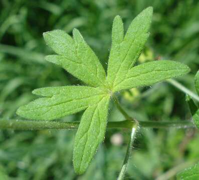 Imagem de Geranium molle L.