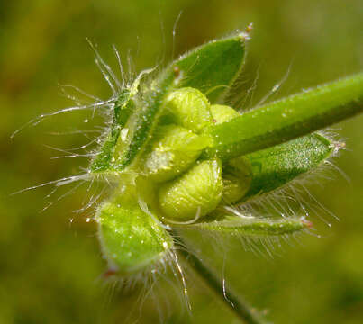 Imagem de Geranium molle L.