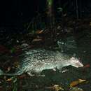 Image of Asiatic brush-tailed porcupine