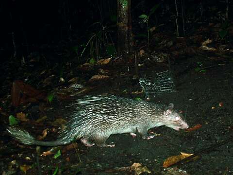 Image of Brush-tailed porcupine