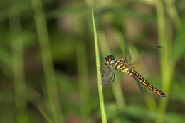 Image of little bloodtail