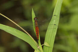 Image of little bloodtail