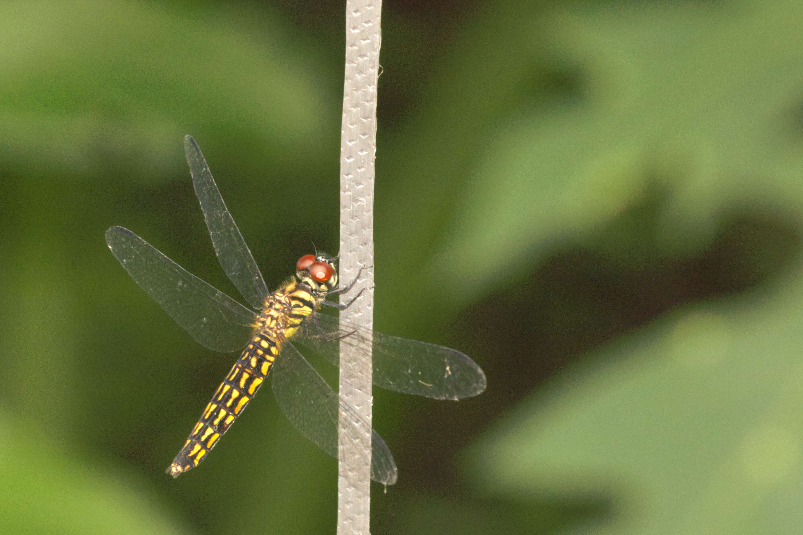 Image of little bloodtail