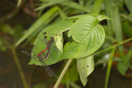 Image of little bloodtail