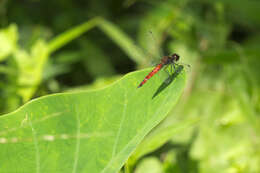 Image of little bloodtail