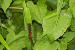 Image of little bloodtail