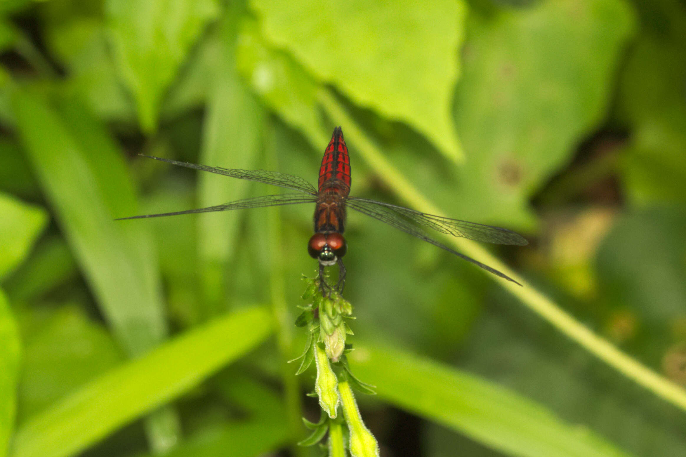 Image of little bloodtail