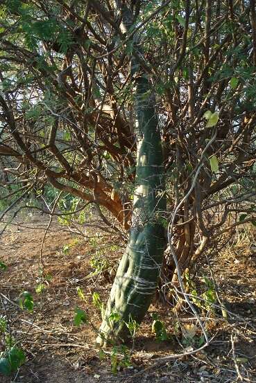 Imagem de Adenia fruticosa subsp. simplicifolia de Wilde