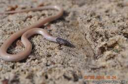 Image of Tantilla relicta relicta Telford 1966