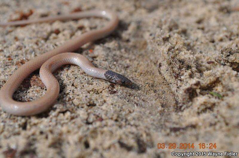 Image of Tantilla relicta relicta Telford 1966