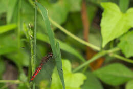 Image of little bloodtail