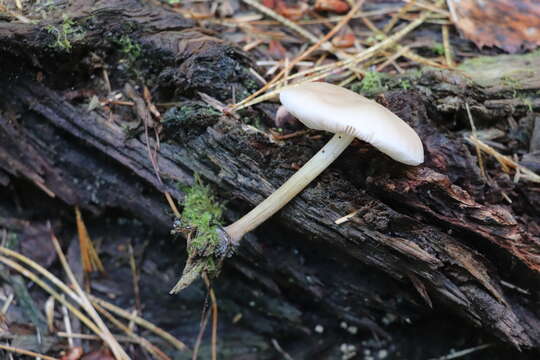 Image of Pluteus semibulbosus (Lasch) Quél. 1875