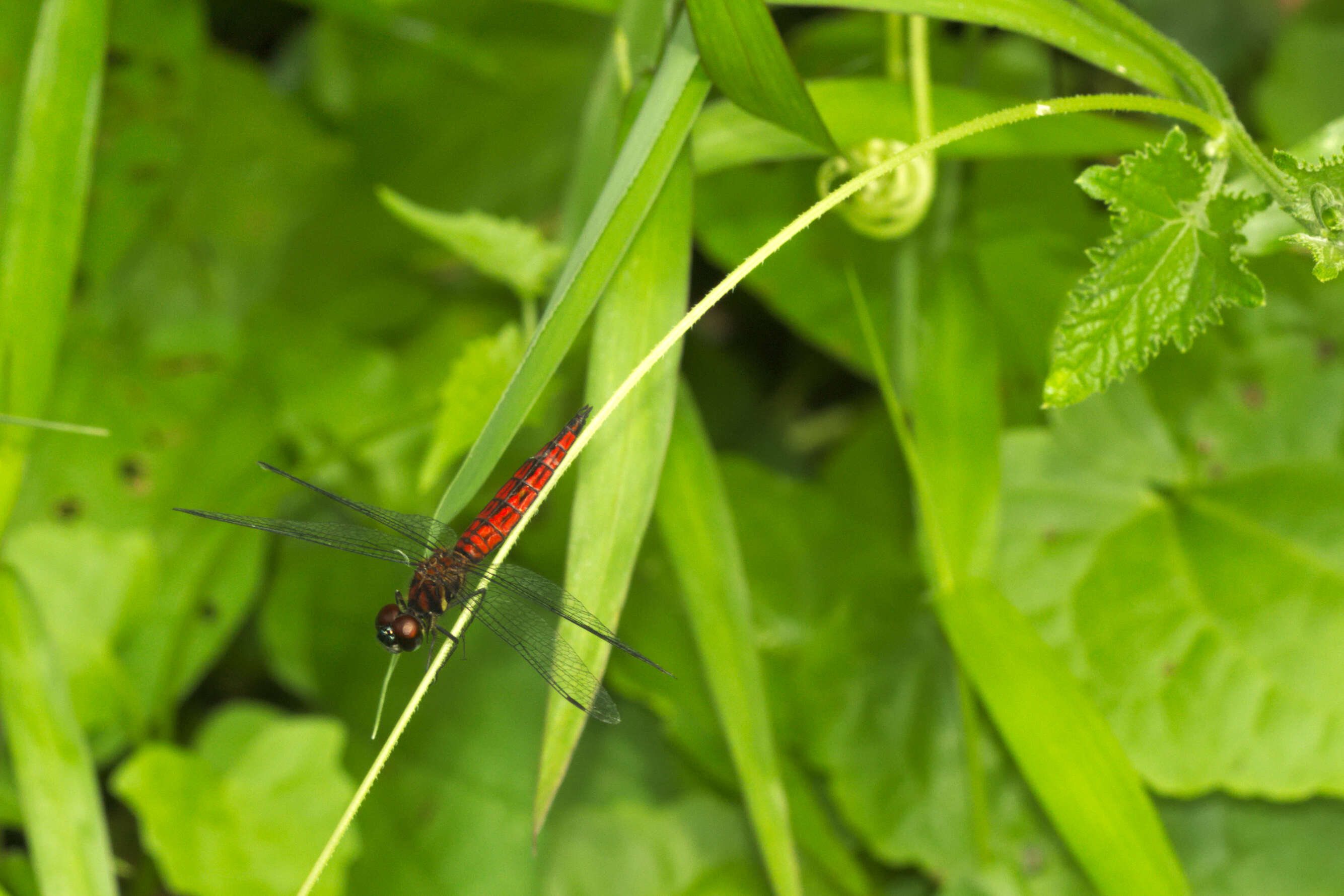 Image of little bloodtail