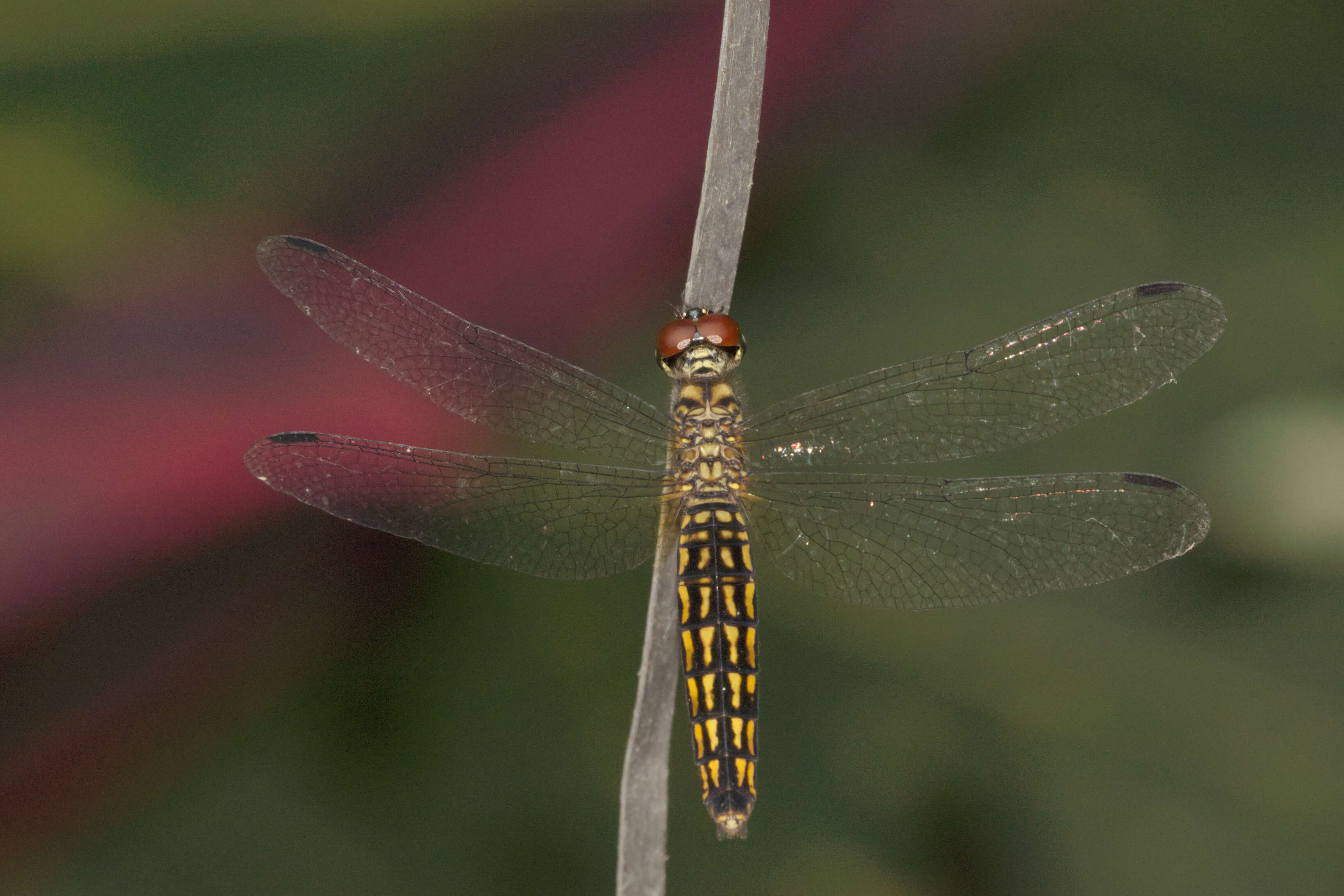 Image of little bloodtail