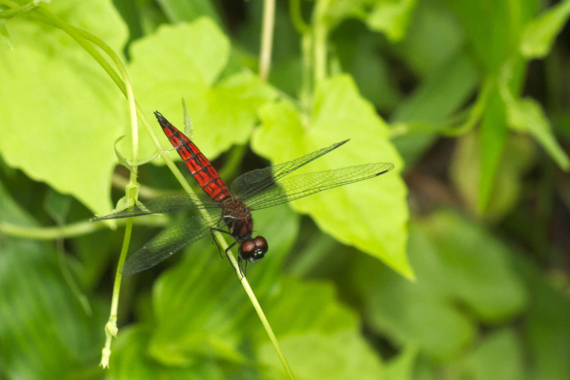 Image of little bloodtail