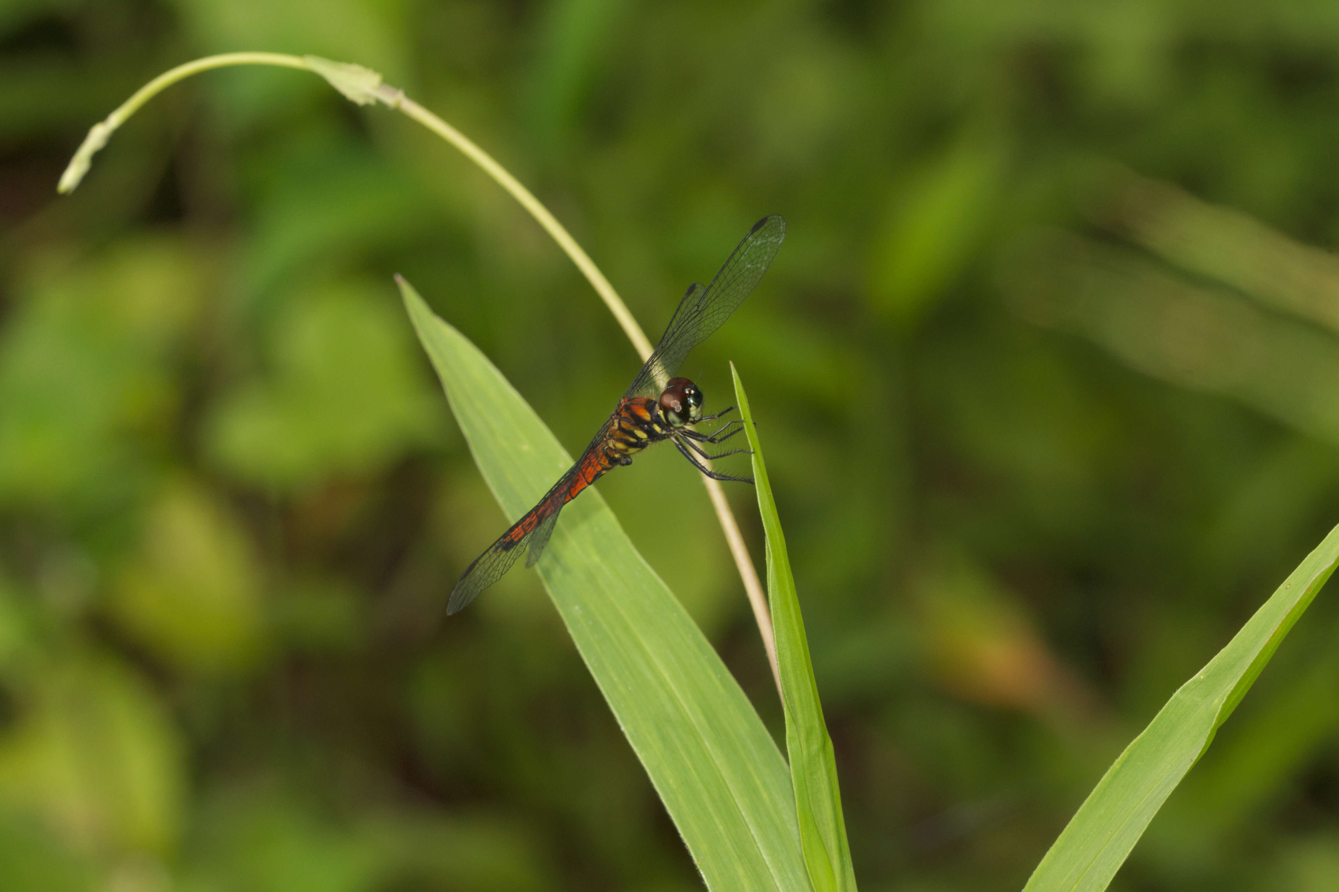 Image of little bloodtail