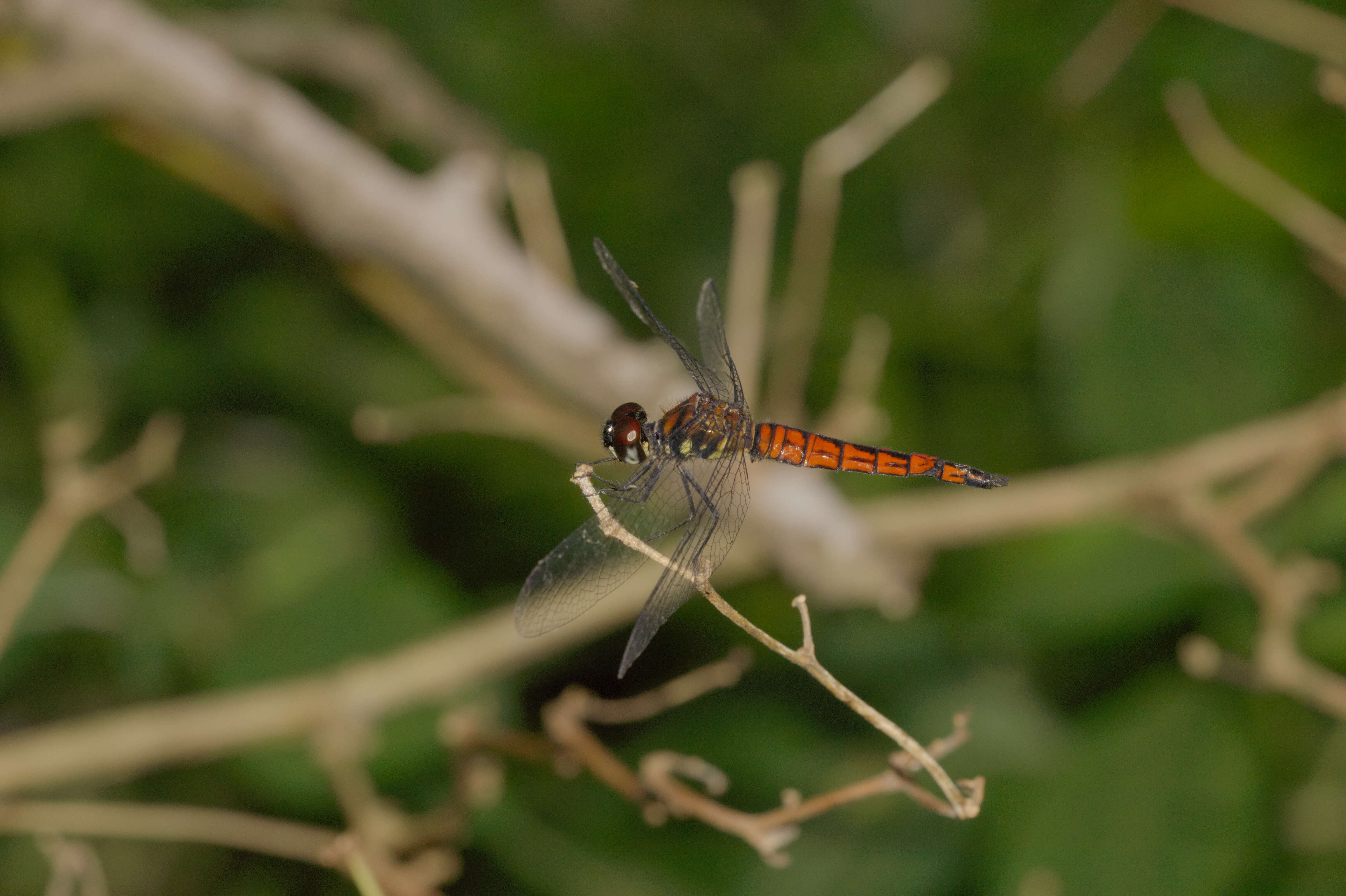 Image of little bloodtail