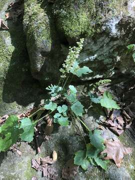 Image of Arkansas alumroot