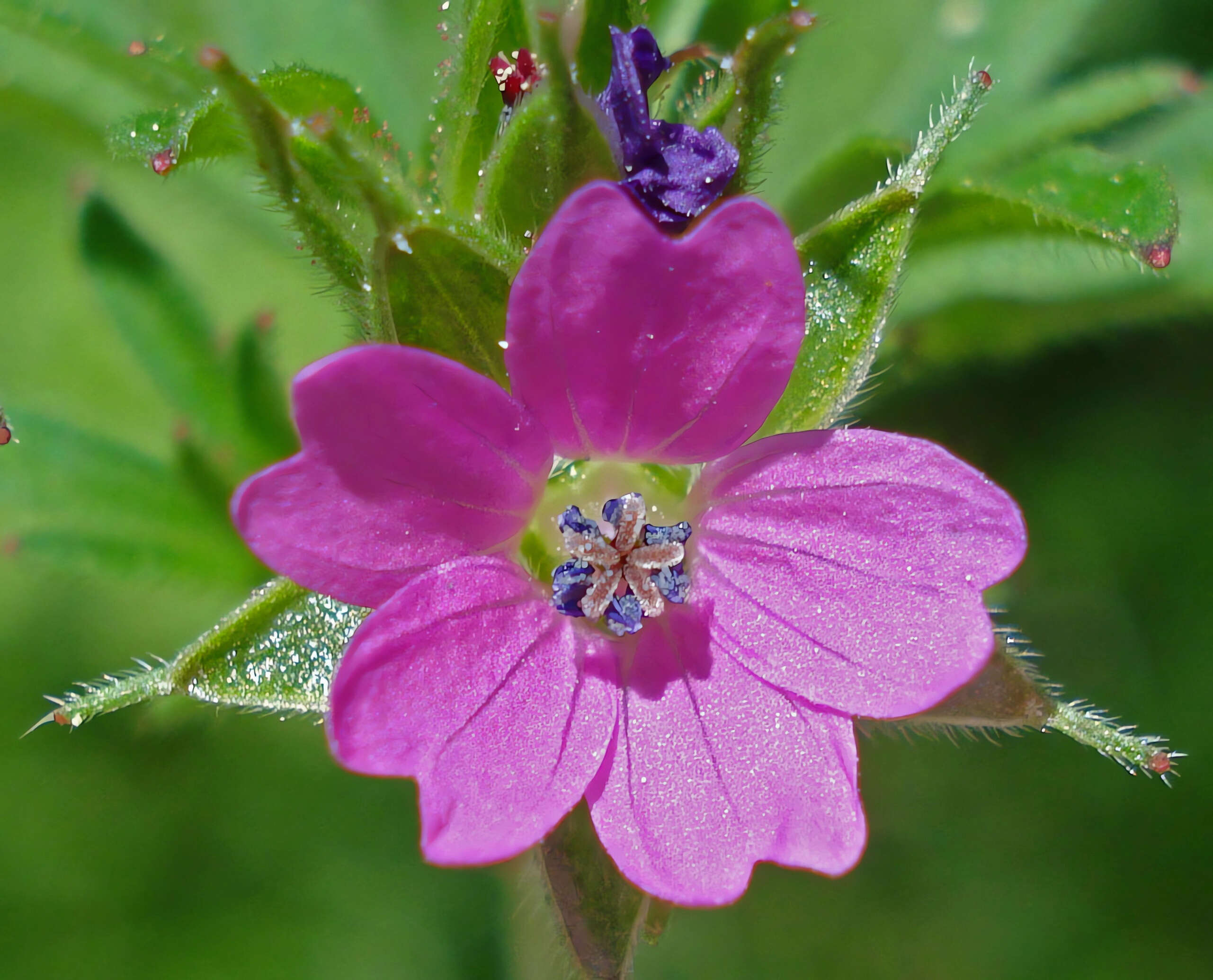 Plancia ëd Geranium dissectum L.