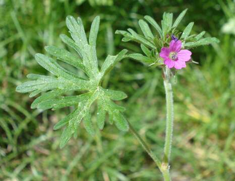 Image of cut-leaved cranesbill