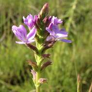 Image of Arizona bluehearts