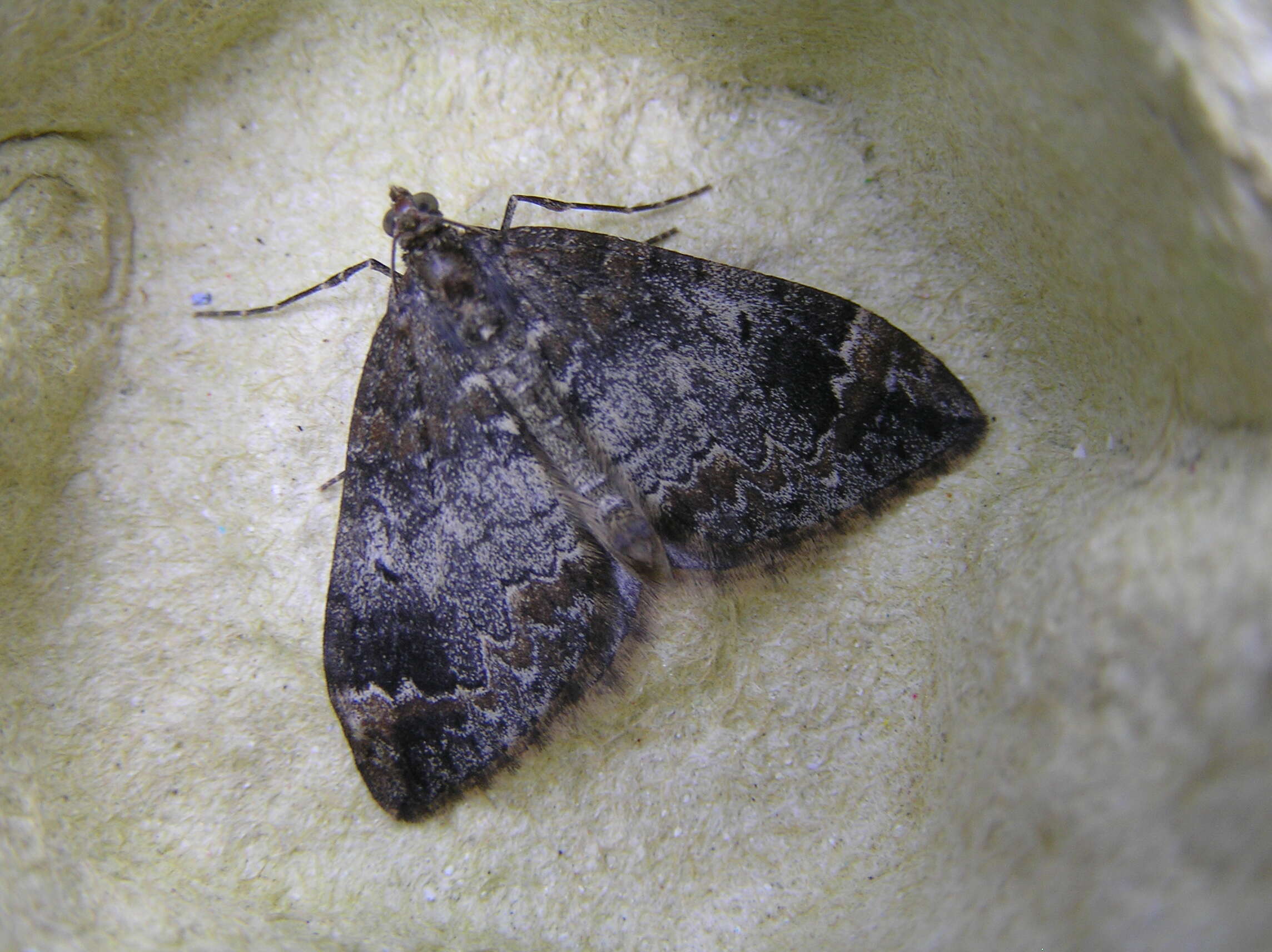 Image of common marbled carpet