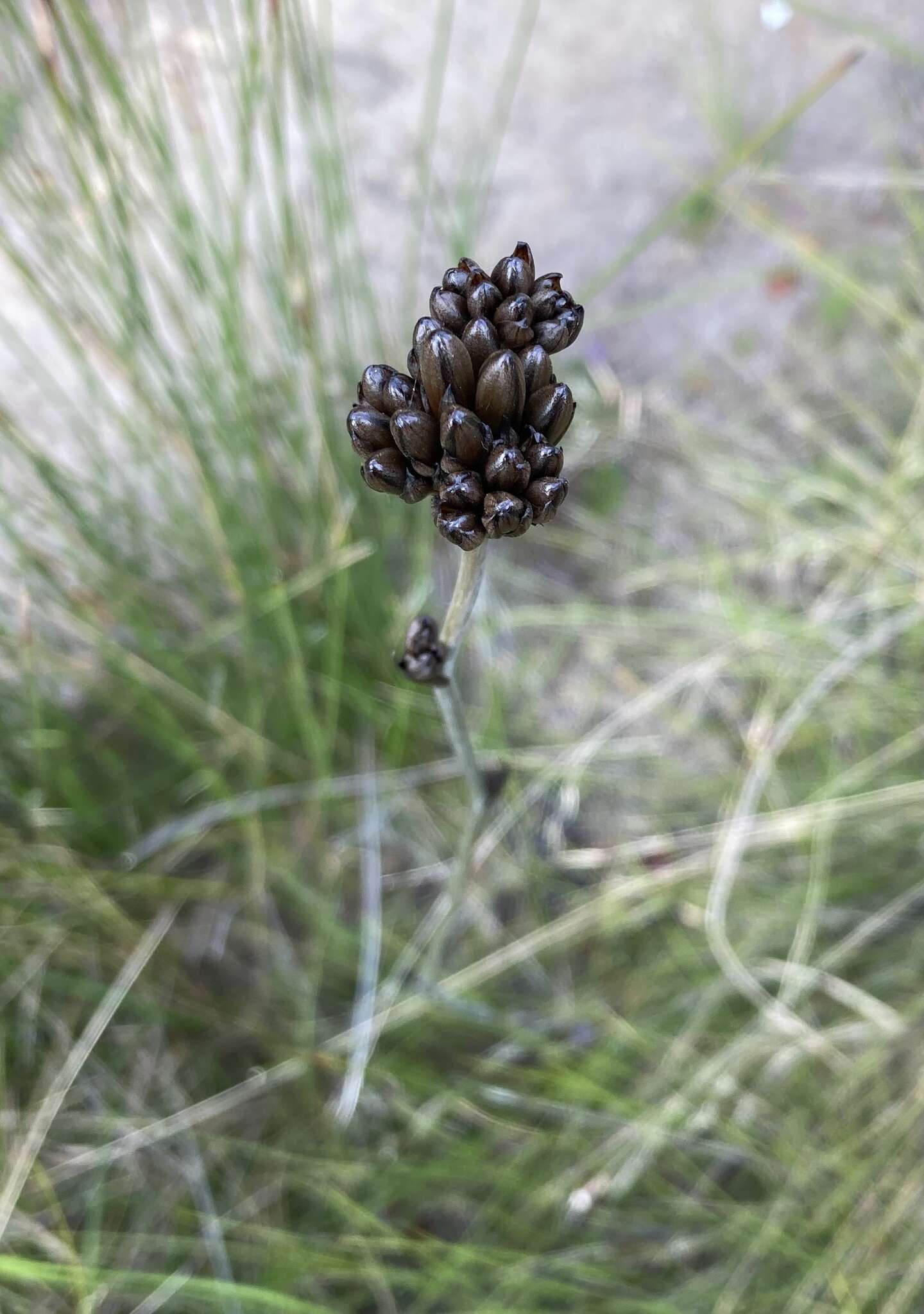 Image of Haemodorum planifolium R. Br.