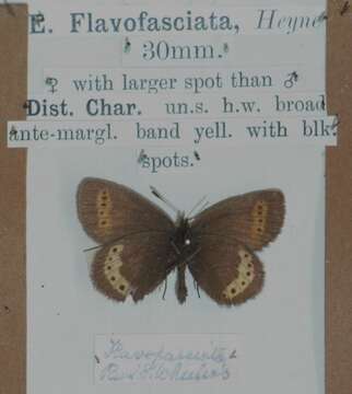 Image of Yellow-banded Ringlet