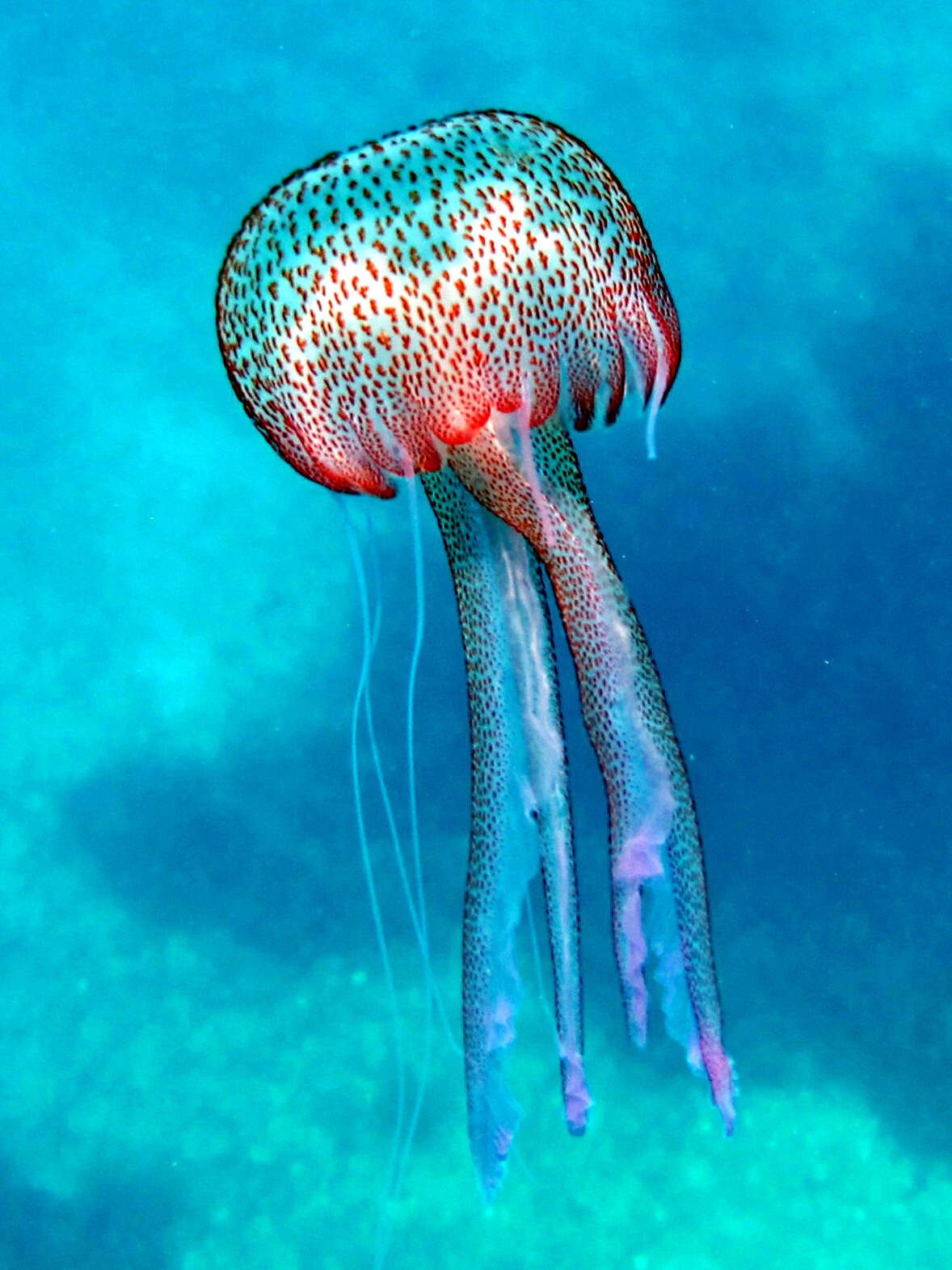 Image of Purplestriped jellyfishes