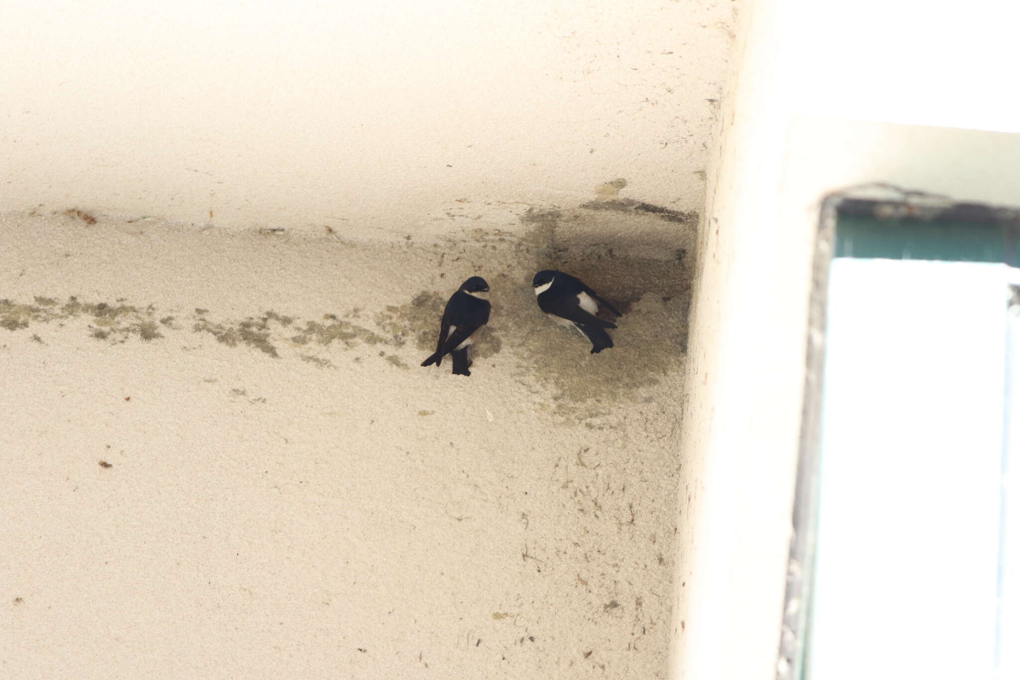 Image of Asian House Martin