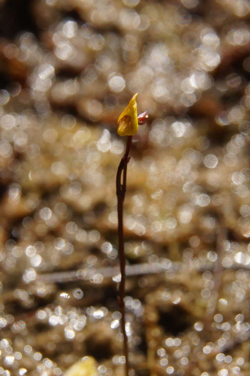 Plancia ëd Utricularia minor L.