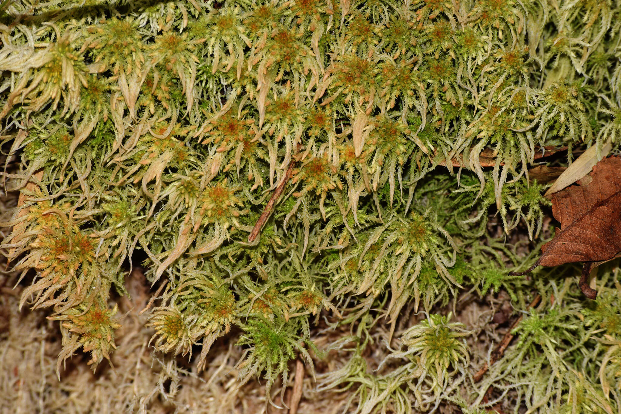 Image of Junghuhn's sphagnum