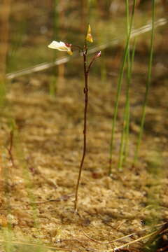 Plancia ëd Utricularia minor L.