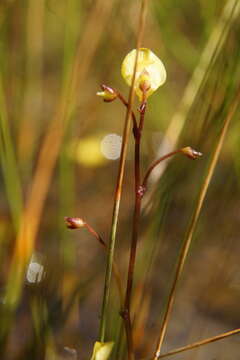 Plancia ëd Utricularia minor L.