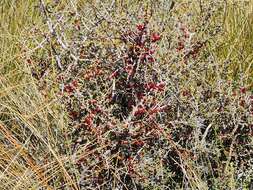 Image of Coprosma decurva Heads