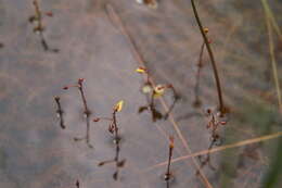 Plancia ëd Utricularia minor L.