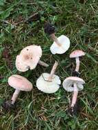 Image of Lepiota subincarnata J. E. Lange 1940