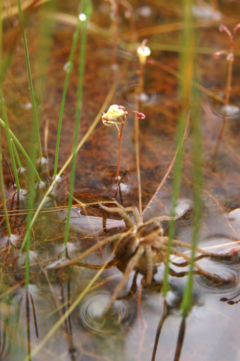 Plancia ëd Utricularia minor L.