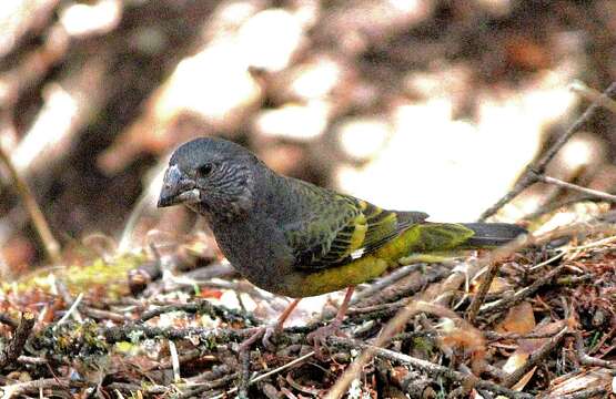 Image of White-winged Grosbeak