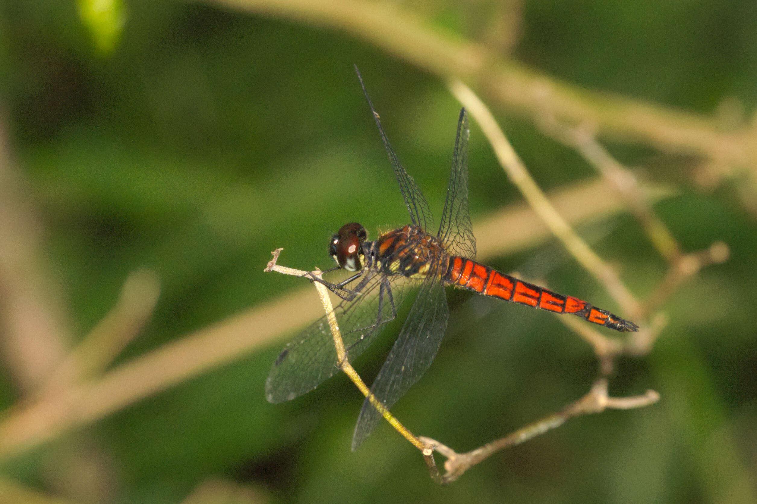 Image of little bloodtail